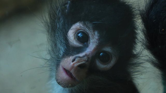 video of little monkey looking at the camera - foreground in 4k