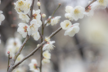春を知らせる梅の花