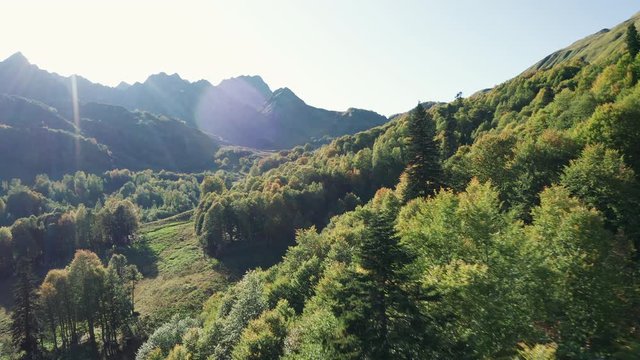 Aerial view of Caucasian national Park. drone flying over deep mixed forest between high silver firs. beautiful autumn landscape with valleys, trees crones, mountain range on background, evening time