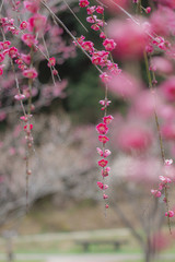 赤い枝垂れ梅