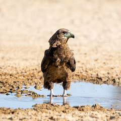 Fototapeta premium Immature Bateleur Eagle