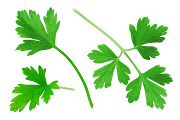Parsley Collection. Fresh Parsley Herb Isolated on White 