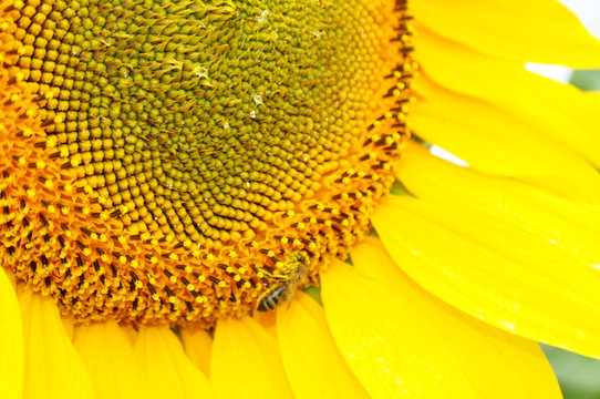 Beautiful sunflower flowers in the field, close up