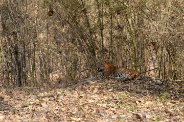 Naklejka na ściany i meble Male Leopard seen at Tadoba Andhari Tiger Reserve,Maharashtra,India