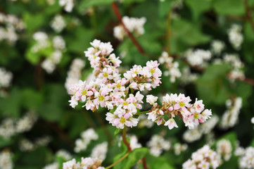 Buckwheat blossoms in the field, background image, close up
