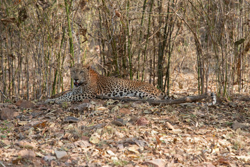 Male Leopard sitting in bamboo groove seen at Tadoba Andhari Tiger Reserve,Maharashtra,India