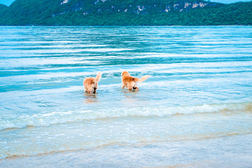 golden retriever dog relaxing, playing in the sea for retirement or retired relax vacation holiday