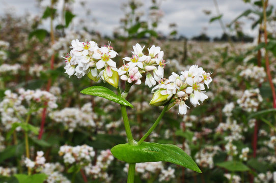 Buckwheat blossoms in the field, background image, close up