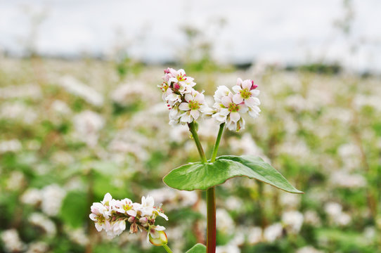 Buckwheat blossoms in the field, background image, close up