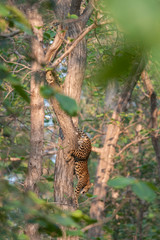 Male Leopard walking seen climbing the tree at Tadoba Andhari Tiger Reserve,Maharashtra,India