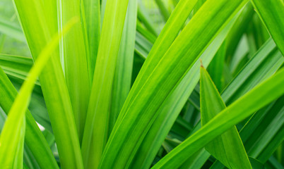 Fototapeta premium Natural green leaves background with sunlight in the morning.