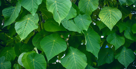 Natural green leaves background with sunlight in the morning.