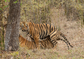Tigress Maya and Tiger Gabbar in Mating  at Tadoba Andhari Tiger Reserve,Maharashtra,India