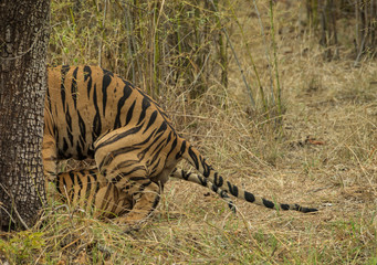 Fototapeta na wymiar Tigers Mating at Tadoba Andhari Tiger Reserve,Maharashtra,India