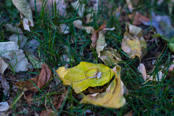 2.10.2019. Kiev. In the grass with autumn leaves lies a gold engagement ring amid yellow...