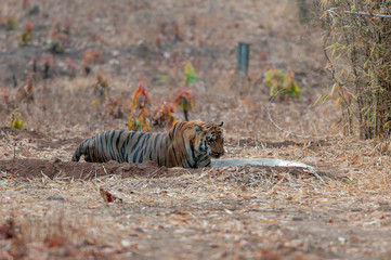 Male Tiger Waghdoh in waterhole  at Tadoba Andhari Tiger Reserve,Maharashtra,India