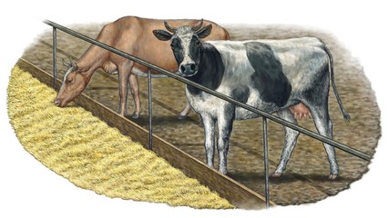 Two cows on the farm. Illustration on isolated white background