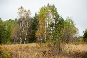 Obraz premium Autumn forest. Coniferous trees. Nature texture