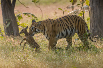 Tigress Maya holding spotted deers fawn in her mouth at Tadoba Andhari Tiger Reserve,India