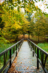 Obraz premium Beautiful Fall Colors Bright Red Orange & Gold Leaves on Trees Lining