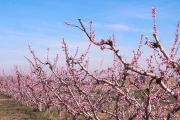 cherry tree in bloom in Lleida, Catalonia