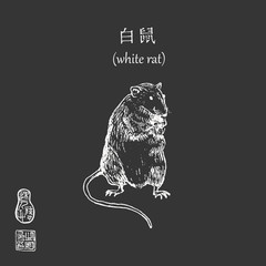 Chinese new year 2020 year of white rat vector illustration. Sketch rat and hieroglyph on metalic gray background. Hieroglyph says white rat.