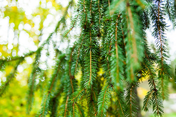 Autumn forest. Coniferous trees. Nature texture