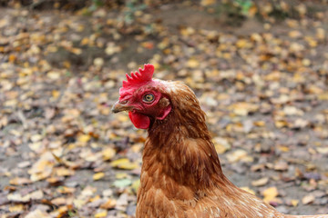 chicken, bird, hen, farm, animal, rooster, poultry, white, agriculture, beak, feather, grass, red, fowl, cockerel, nature, feathers, brown, rural, green, farming, chick, comb, domestic, crest