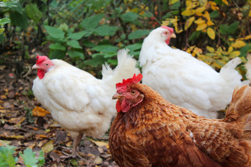 Three chickens (one brown and two white) walk in the Garden