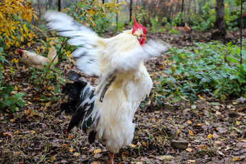 Cock opens its wings and screams