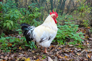 white cock stands on the farm