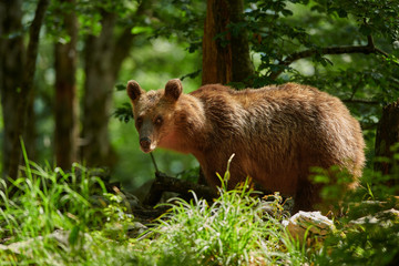 Wild brown bear (Ursus arctos) close up