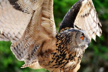 un búho con las alas abiertas y los ojos naranjas