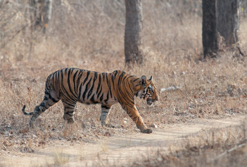 Obraz na płótnie Canvas Male Tiger namdev seen at Tadoba Andhari Tiger Reserve,Maharashtra,India