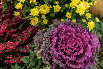 Ornamental Kale Horizontal. Autumn background.