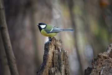 on a tree.Tit decided to relax a bit before the next flight in search of food.
