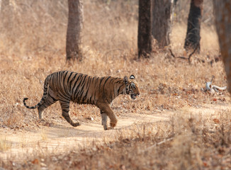 Kolsa Felame Tigre seen at Tadoba Andhari Tiger Reserve,Maharashtra,India