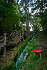 wooden bridge in forest
