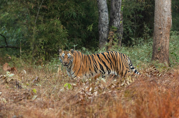 Fototapeta na wymiar Tigress Shivanjhari Female seen at Tadoba Andhari Tiger Reserve,Maharashtra,India