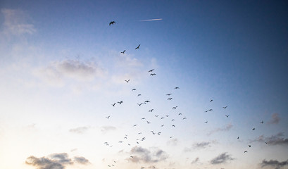 Cielo azul con aves
