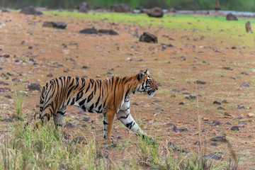 Fototapeta na wymiar Tigress Sonam seen near Telia Lake at Tadoba Andhari Tiger Reserve,Maharashtra,India