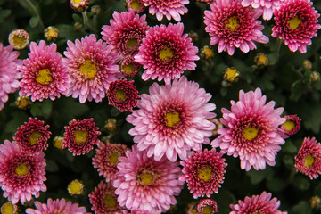 Colorful Autumn Mums or Chrysanthemums for flower background