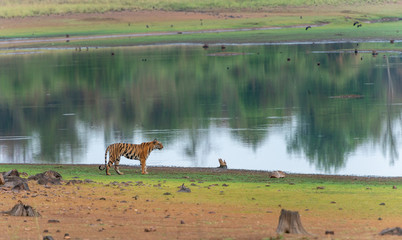 Naklejka premium Tigress Sonam seen near Telia Lake at Tadoba Andhari Tiger Reserve,Maharashtra,India