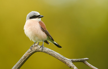 Red backed Shrike (Lanius collurio)