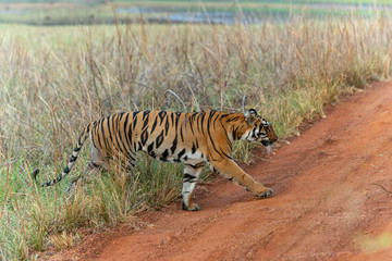 Fototapeta na wymiar Tigress Sonam seen near Telia Lake at Tadoba Andhari Tiger Reserve,Maharashtra,India