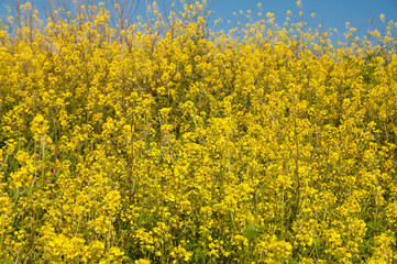 Obraz premium Trees without leaves in a wild mustard field