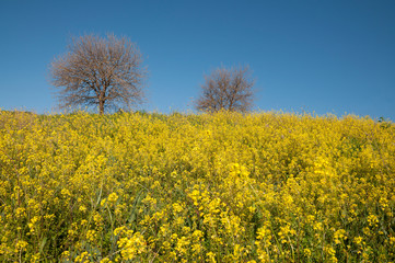 Obraz premium Trees without leaves in a wild mustard field