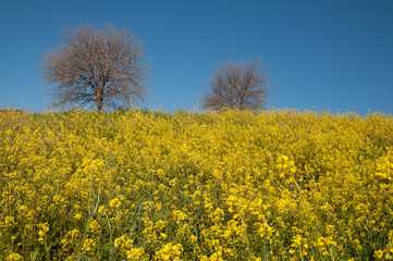 View of wild mustard flowers and tree in the shed