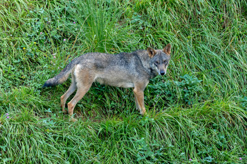 Spanish wolf in th mountain