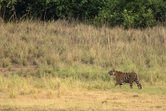 Tigress Sonam seen stalking on spotted deers  near Telia Lake  at Tadoba Andhari Tiger Reserve,Maharashtra,India